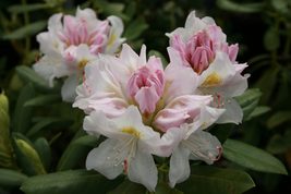 Live Plant - Cat Album White Rhododendron - Live Plant - Quart Pot - Gar... - $60.99
