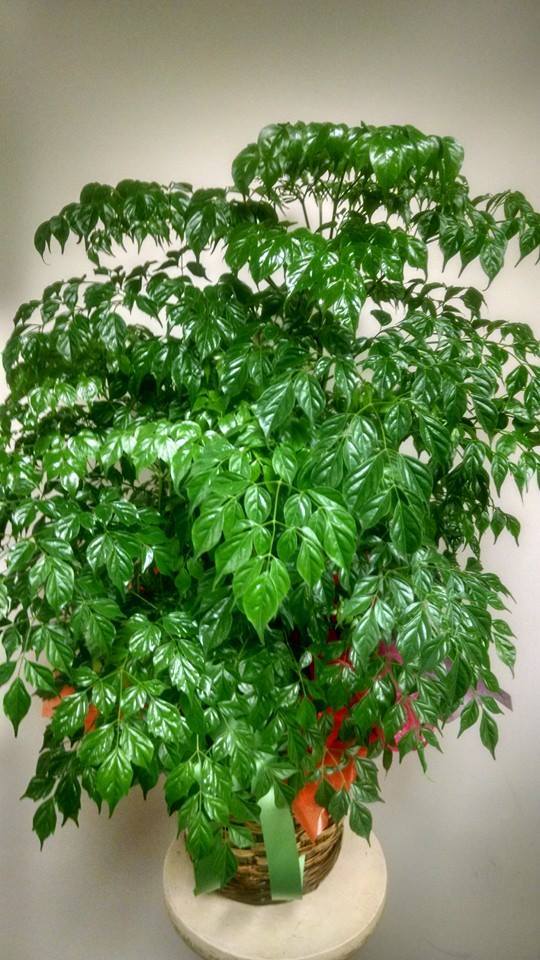 Live China Doll aka Radermachera sinica Foliage Plant Fit 1 GAL Pot