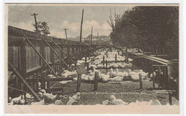Duck Farm Allentown Pennsylvania Albertype postcard - $7.92