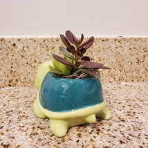 Succulent Arrangement in Tortoise Planter, Turtle Plant Pot, Live House Plant image 4