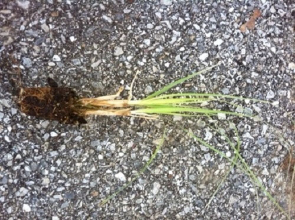 1 White Pampas Grass Plug Ornamental Grasses