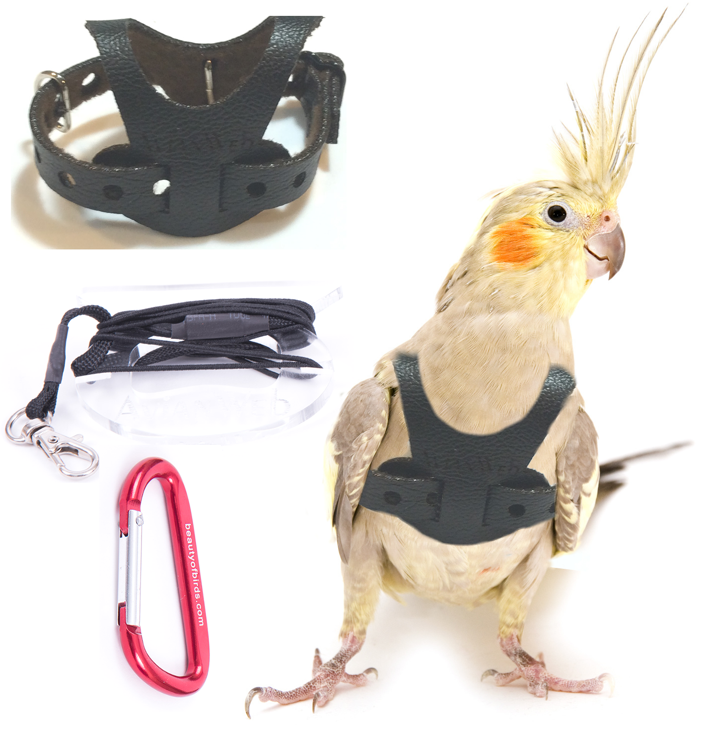cockatiel bird harness leash
