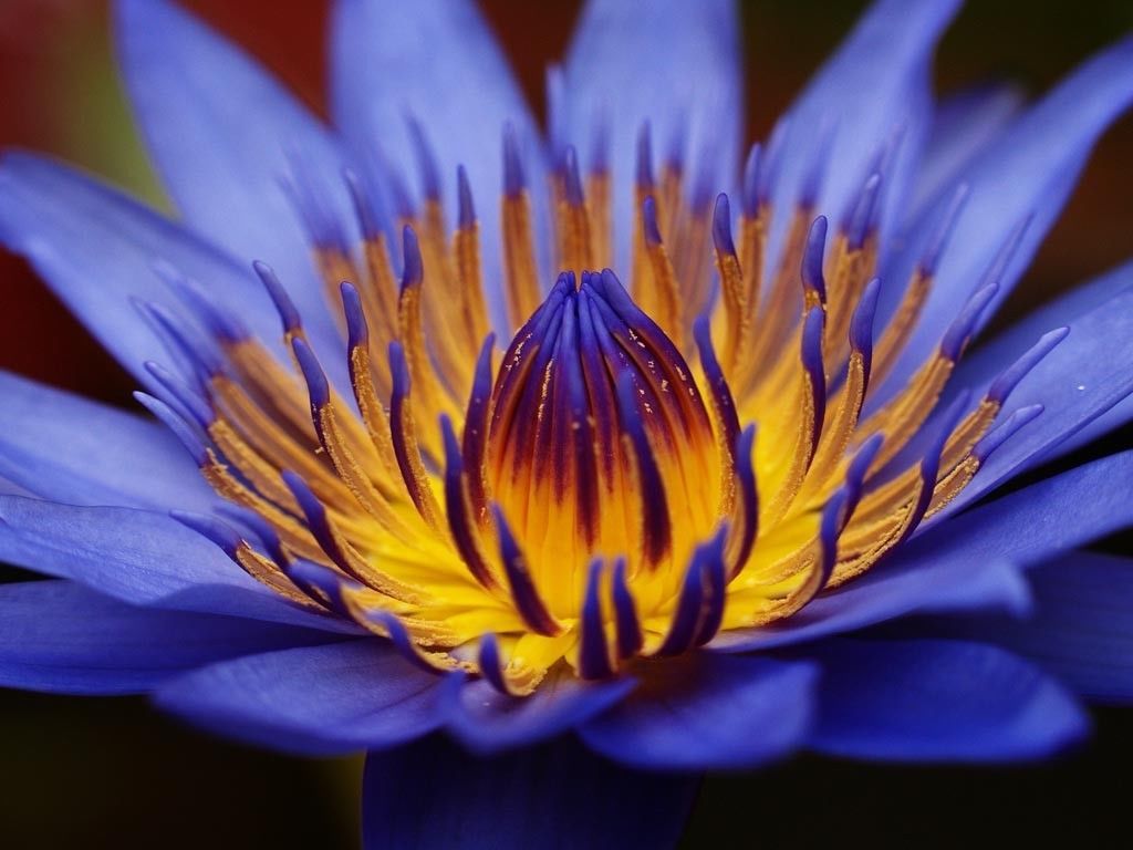 Bulk Egyptian Sacred Blue Water Lily Nymphaea Caerulea 1000 Seeds Not 