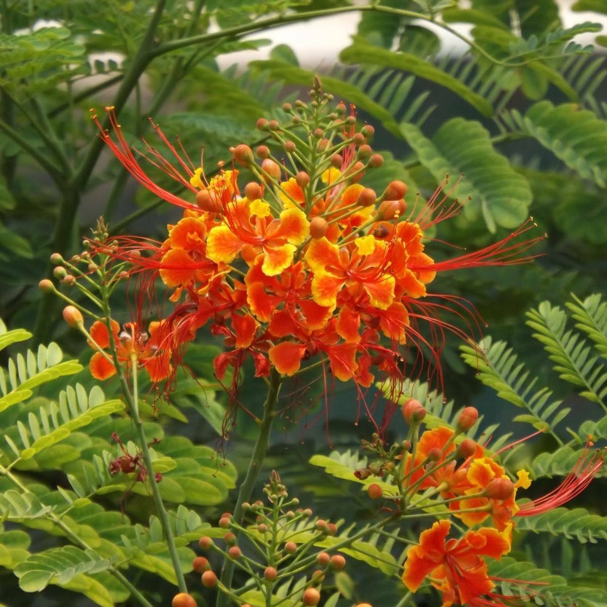 Caesalpinia Pulcherrima Pride Of Barbados 50 Seeds Tree Seeds