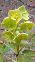 CORSICAN HELLEBORE ARCHITECTURAL FOLIAGE WINTER FLOWERING BEE PLANT 10 S... - $14.88
