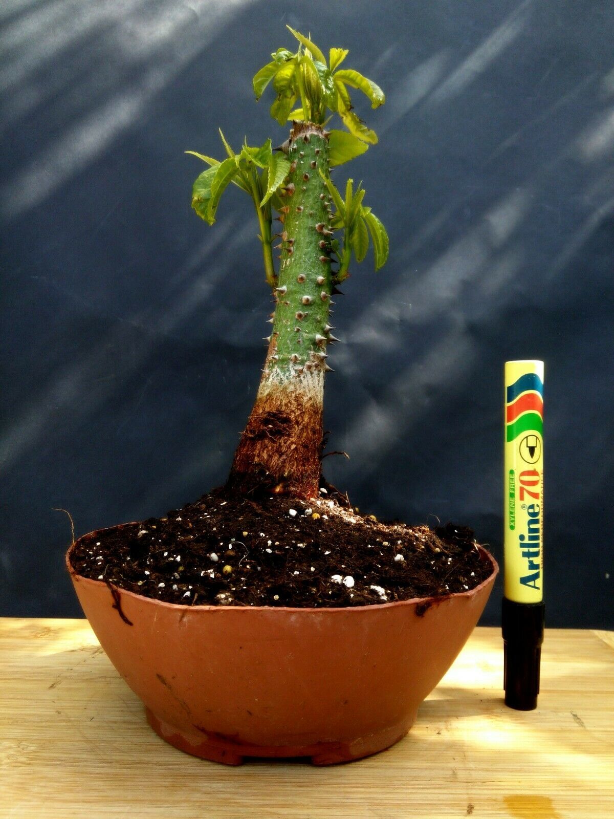 Ceiba Speciosa Pre Bonsai - Approximately 12 years old plant - Bonsai