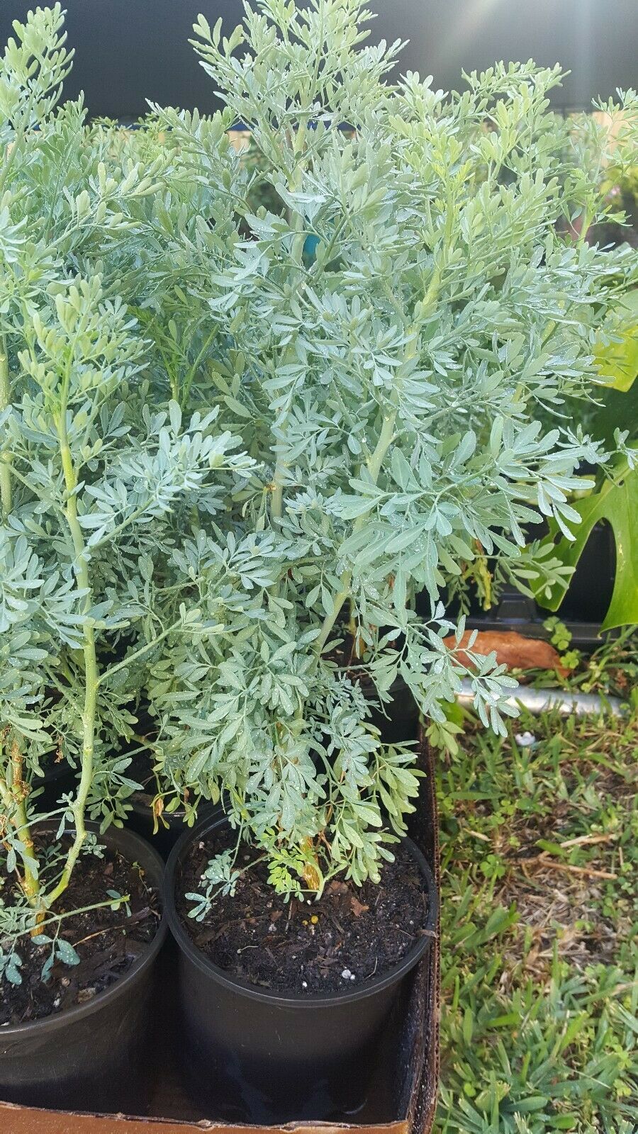 Ruda Plant Common Rue Ruta graveolens Herb of Grace pot