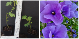 Alyogyne huegelii Blue Hibiscus~~ Live Well Rooted STARTER Plant - $45.99