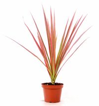 Live Red Cordyline &#39;Red Star&#39; - 4&quot; Pot #NR - $38.00