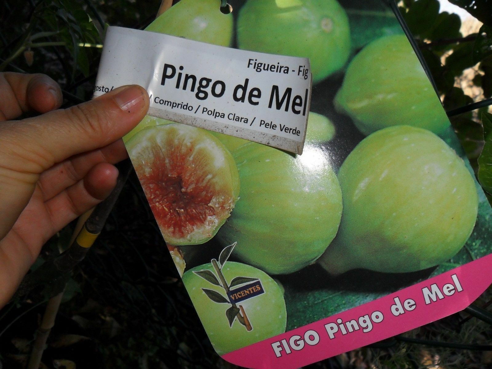 Rare figs * Honey Drop Fig Tree * Ficus Carica Pingo de Mel 3 fresh cuttings Plants & Seedlings