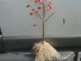1 DWARF BURNING BUSH bare root  (Euonymus Alatus) image 3