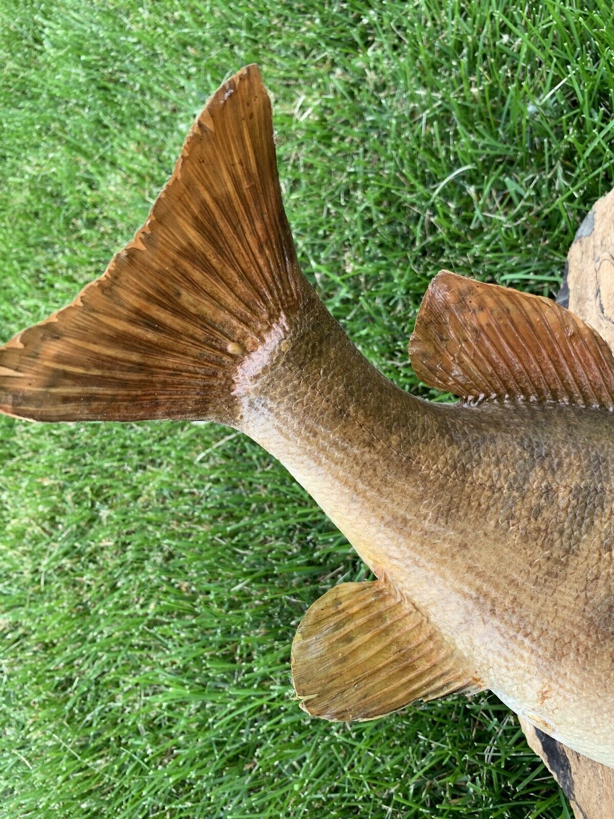 16” Smallmouth Bass Taxidermy Skin Fish Mount On Driftwood Fish