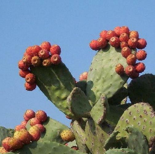 NOPAL RED FRUIT nopalina nopalea exotic edible cactus sweet juice seed