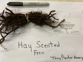 20 Hay Scented Fern clumps Dennstaedtia punctilobula image 2