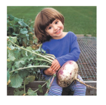500 Purple Top White Globe Turnip Seeds - Non-GMO image 3