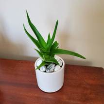 Aloe Plant in White Planter, Live Succulent, Climbing Aloe, Aloiampelos ciliaris image 5