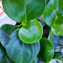 House Plant, Green Peperomia Obtusifolia, Live 3 inch plant, Baby Rubber Plant