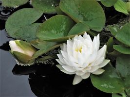 10 Seeds - White Water Lily Pad Nymphaea Ampla Asian Lotus #SFB15 - $17.99
