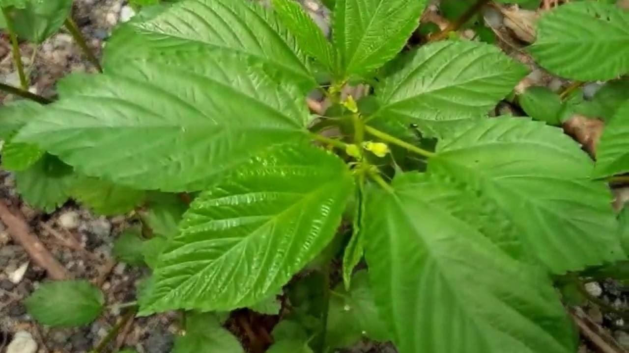 Rau Day Red Saluyot Molokhia Egyptian Spinach Nalta jute 黃麻 moroheiya 1/4tspseed Vegetable Seeds