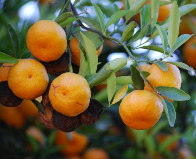 Citropsis articulata(African cherry orange),25 seeds cost(12 USD ...