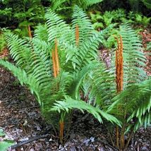 5 CINNAMON FERN rhizome/root Osmundastrum cinnamomeum image 2