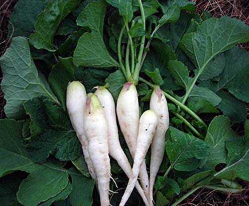 Primary image for COOL BEANS N SPROUTS - Radish Seeds,White Lady Radish, Radish Seeds, 200 Seeds p