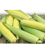 Corn, Golden Bantam Yellow Corn, Heirloom, Non-GMO, Organic 20 Seeds, De... - £0.79 GBP