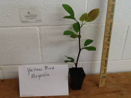 Yellow Bird Magnolia 2.5" pot image 2