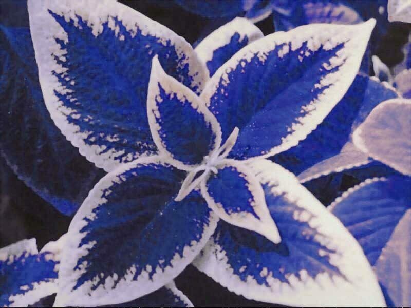 50 Seeds Blue Coleus Japanese Bonsai Decorative Foliage Plants