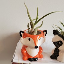 Fox Planter with Air Plant, Mini Orange Fox 3" Ceramic Plant Pot, Live Airplant image 1