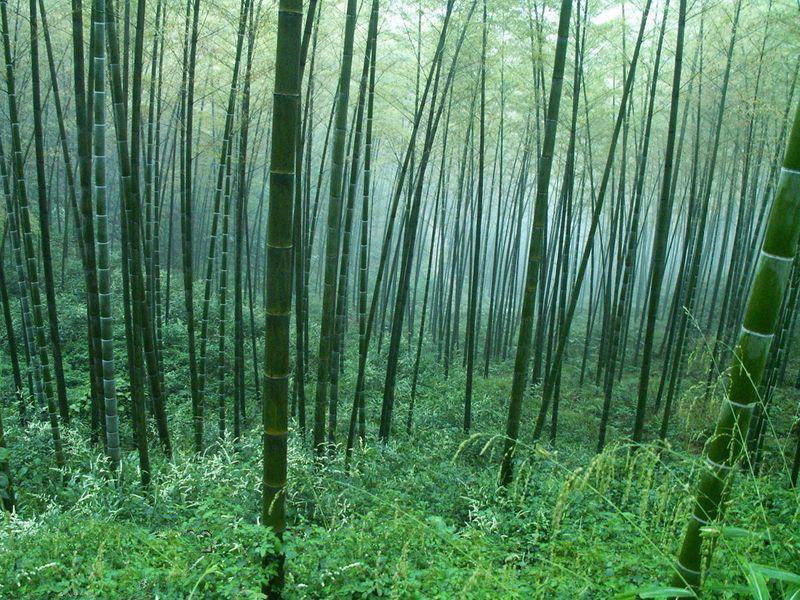 giant bamboo moso
