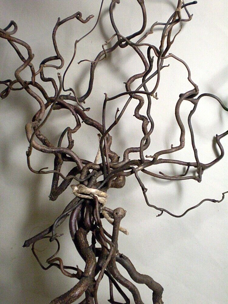 Harry Lauder's Walking Stick Corkscrew Hazelnut Contorted Filbert twig