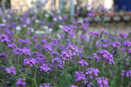 10 Variety Seeds - Moss Verbena Perennial Ground Cover Creeping Seeds #IMA59 - $12.99