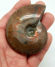 3&quot; Natural Red Opalized Iridescent Ammonite Fossil Specimen Madagascar A510 - $29.99