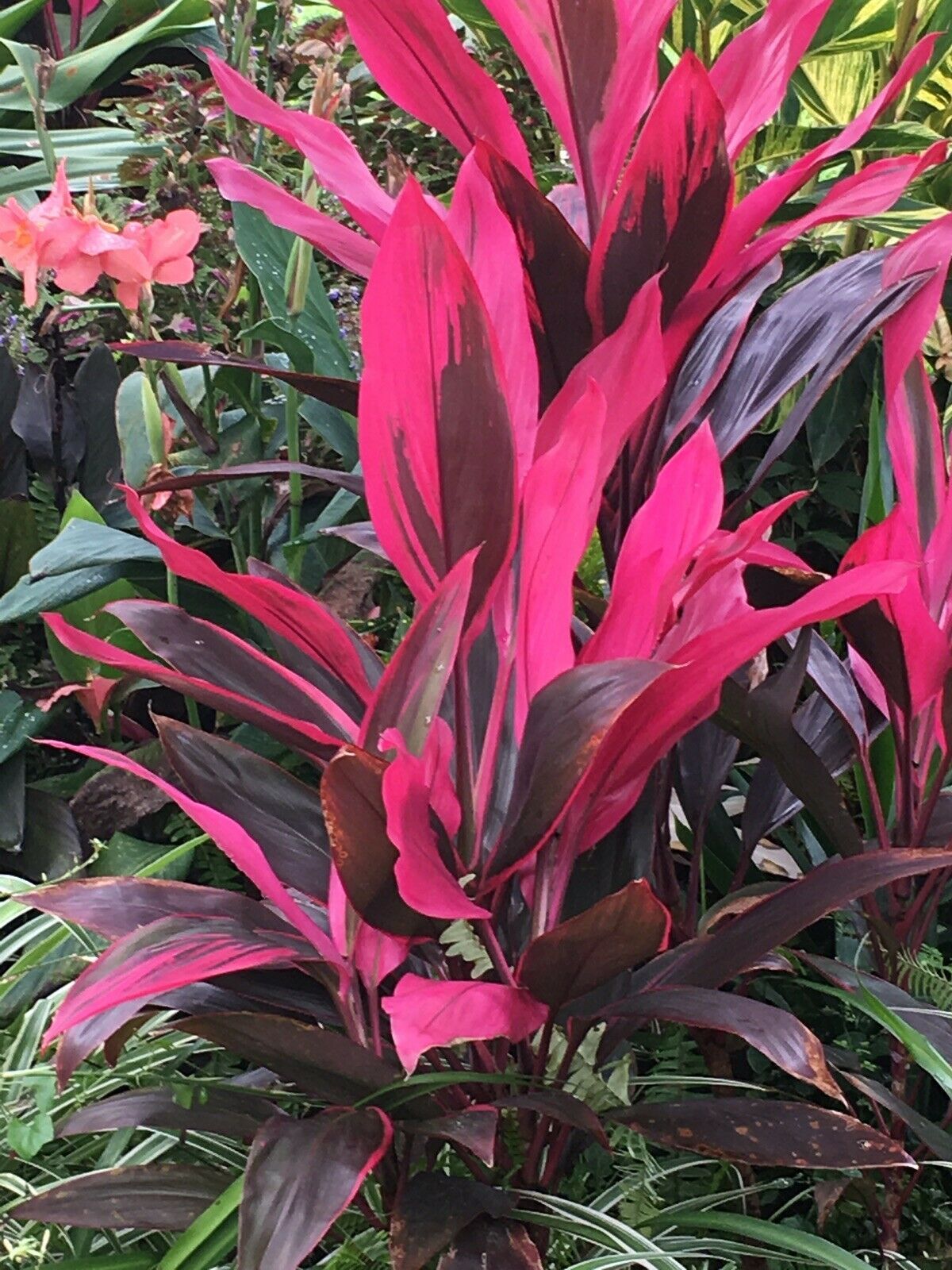 Big Red Plant Pots