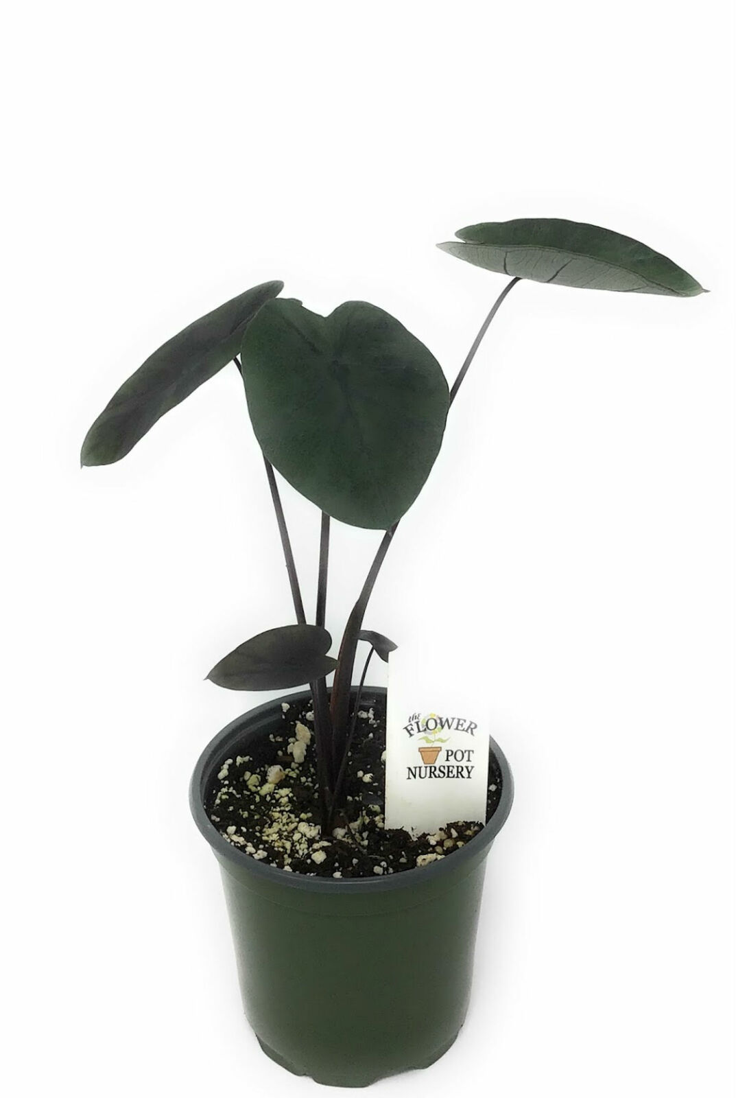 Fresh Plant Painted Black Gecko Colocasia sp. Painted Black Gecko 4