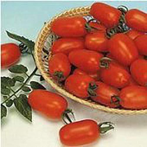 Juliet Tomato Seeds (25 Seed Package) Premium Gardeners Vegetable Seeds
