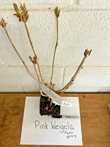 Pink Weigela 4" pot image 3