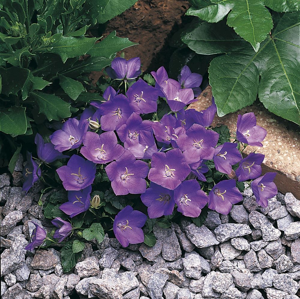 100 Purple Bell flower seeds (Campanula percisifolia) Roses