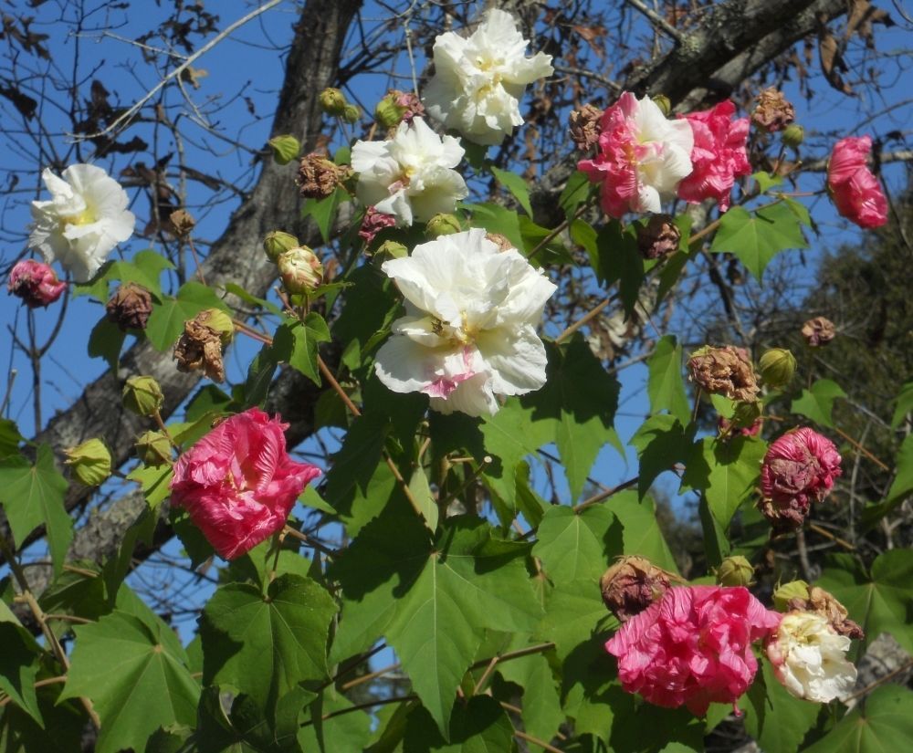Confederate Rose Hibiscus (Double) Cotton Rose Perennial Flower Garden