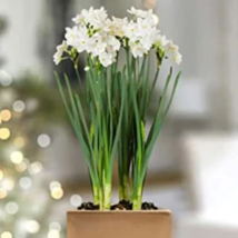 10 Paperwhite Narcissus Flower Bulbs - Extra Large 17+ cm Bulbs - Indoor Bloomin image 8