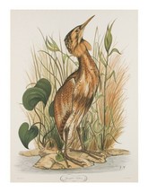 &quot;Spangled Bittern&quot; by Jerome Trolliet Lithograph on Paper Penn Prints 19... - $186.33