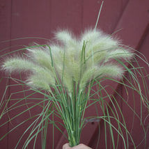 Feathertop Ornamental Grass Seed / Lowlander Grass  Flower Seeds - $17.00