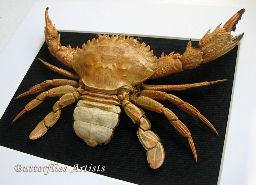 Indo-Pacific Swimming Crab Charybdis Hellerii Taxidermy Museum Quality ...