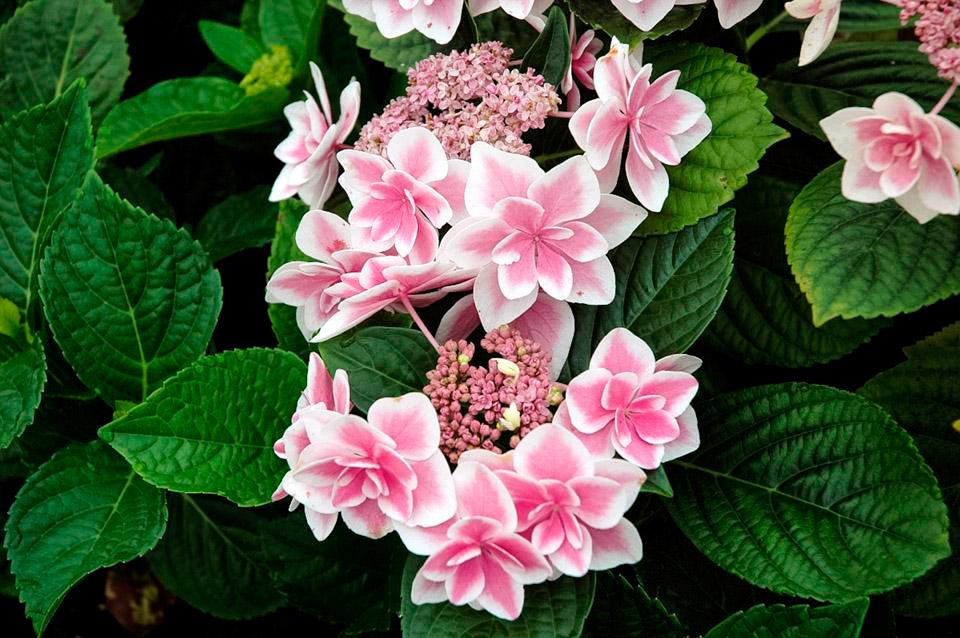 Pinks Purples White Flowers 25 Seeds Hydrangea Bush Beautiful Fire And Ice Plants Seedlings Plants Seeds Bulbs