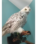 wall hanger taxidermy bird owl white large   - $1,095.00