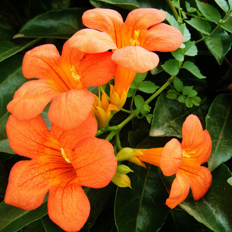 30 Seeds/Pack, Golden Trumpet Vine, Campsis Radicans Flava, Huge Blooms