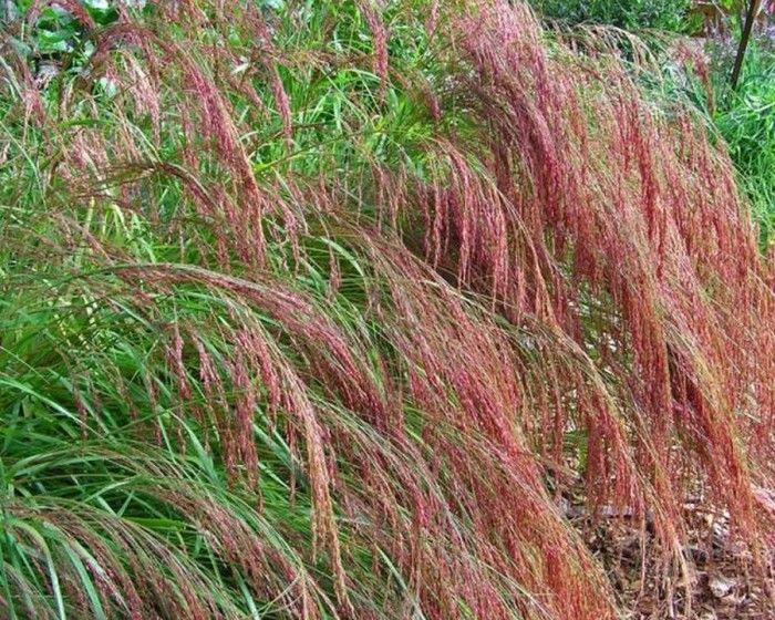 Brown Maskal Teff Seed Ethiopian Xaafi Ancient Grain Crop Seeds (¼oz
