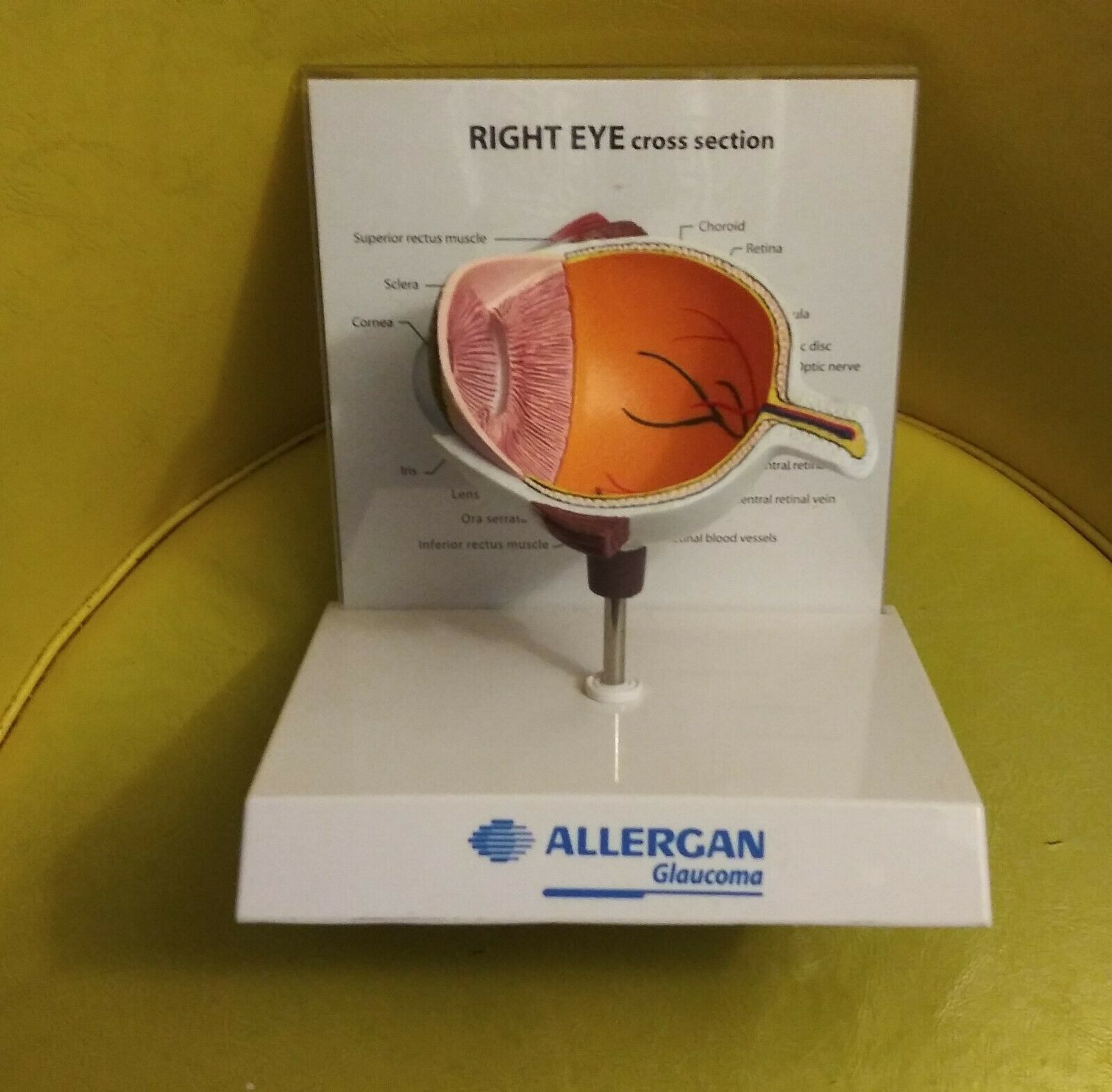 Allergan Display Right Eye Cross Section Anatomical Model
