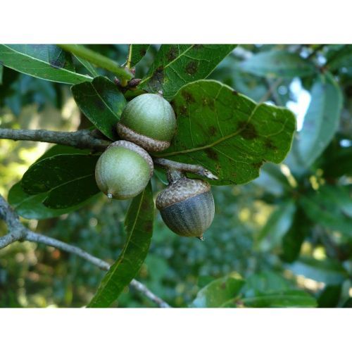 Laurel Oak Acorns Quercus Laurifolia 10 Seeds #GTL09 - Seeds & Bulbs